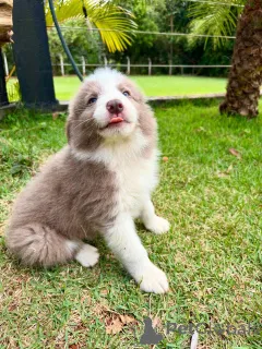 Фото №2 к объявлению №159498 о продаже бордер-колли - купить в Германии заводчик