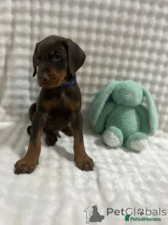 Дополнительные фото: Urocze szczenięta dobermana do adopcji
