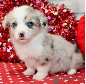 Дополнительные фото: Главная Выращенные щенки корги Щенки на усыновление