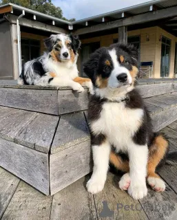 Фото №3. Продаются щенки австралийской овчарки..  Германия