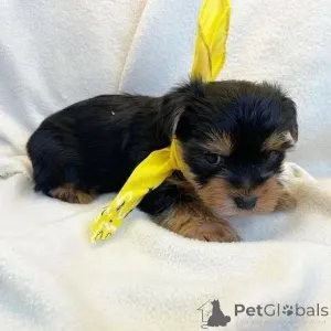 Дополнительные фото: Bezaubernde rerassige Йоркширский терьер-Welpen zur Reservierung