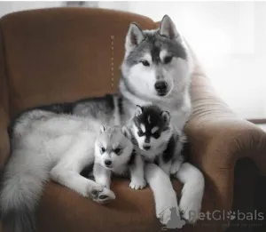 Дополнительные фото: Гав! Гав! Привет! Посмотрите на мои пронзительные глаза и пушистые уши! Нежными