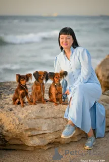 Дополнительные фото: Той терьер Русский Той щенки с родословной