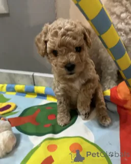 Фото №3. Бичпу собаки.  Польша