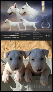 Фото №3. Стандартный бультерьер.  Сербия