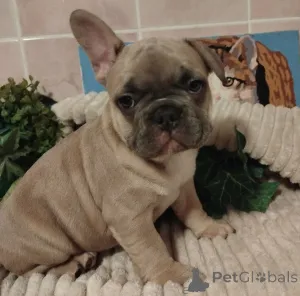 Фото №4. Продажа французского бульдога в Минске частное объявление - цена 46384₽