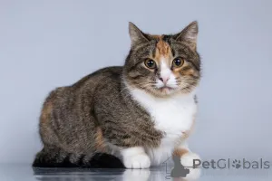 Фото №3. Молодая кошачья семья ищет дом.. Россия