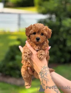 Фото №3. Дом декана Джанет Кей.  США