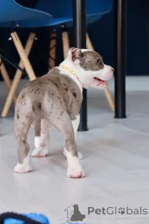 Дополнительные фото: Американский Булли XL