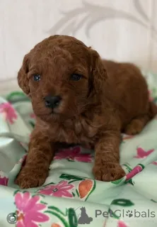 Фото №2 к объявлению №139051 о продаже пуделя (той) - купить в Сербии заводчик