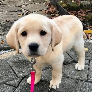 Фото №1. лабрадор-ретривер - купить в Айзлинген за 37107₽. Объявление №157019