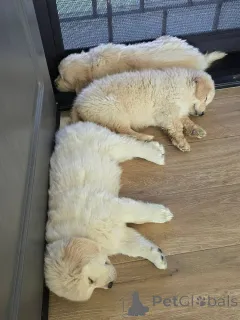 Фото №3. Entzückende Golden-Retriever-Welpen suchen einliebevolles Zuhause!.  Греция
