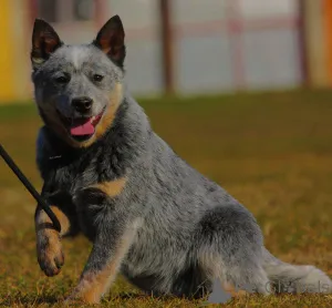Дополнительные фото: Австралийские щенки скотоводства для продажи мужчины и женщины