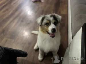 Дополнительные фото: Щенки Австралийской овчарки (Аусси)