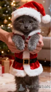 Фото №1. мейн-кун - купить в Bleialf за 78852₽. Объявление №160434