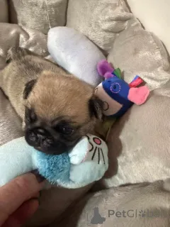 Фото №1. мопс - купить в Аршот за договорная. Объявление №158834