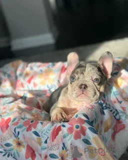 Фото №1. французский бульдог - купить в Мюнхене за 60299₽. Объявление №150648