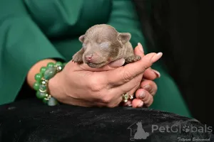 Дополнительные фото: Той терьер Русский Той щенки с родословной