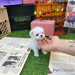 Дополнительные фото: У нас трое прекрасных мальчиков и девочек, готовых переехать в новый дом. Мама