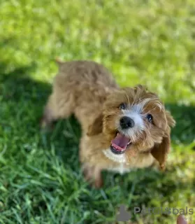 Фото №3. Cavapoo Poodle & Cavalier Красивая сука Добро пожаловать!!.  Польша