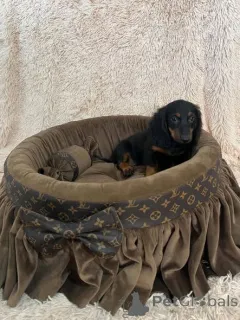 Дополнительные фото: Щенки длинношерстной миниатюрной таксы