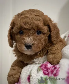Фото №3. F1 Maltipoo Welpen Zu Verkaufen WhatsApp ..49 15510 816024.  Германия