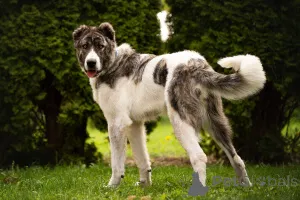 Фото №1. беспородная - купить в Москва за Бесплатно. Объявление №120166