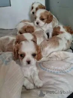 Фото №1. кинг-чарльз-спаниель - купить в Париже за 64937₽. Объявление №166730