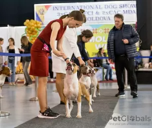 Дополнительные фото: Открыт Резерв на крутых шенков Амстаффа