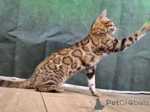 Дополнительные фото: Бенгальская самка