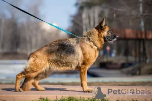 Дополнительные фото: Подростки немецкой овчарки