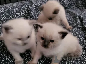 Фото №3. 2 ragdolls котенка, чтобы уйти в свой новый дом навсегда.. Румыния
