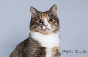 Фото №4. Продам  в Химках частное объявление - цена Бесплатно