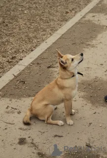 Фото №3. Пристраивается чудесный щенок-лисенок 6 месяцев..  Россия