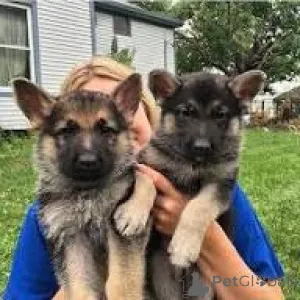 Фото №2 к объявлению №161880 о продаже немецкую овчарку - купить в Бельгии частное объявление, заводчик