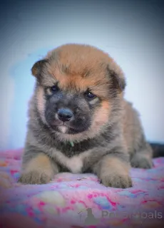 Фото №2 к объявлению №147046 о продаже сиба-ину - купить в Сербии заводчик