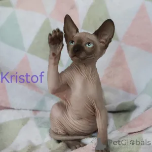 Фото №3. Котята канадского сфинкса. Латвия