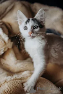 Дополнительные фото: Котята Симба и Пуфик ищут дом!