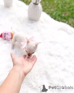 Фото №1. чихуахуа - купить в Бьоркё за 60299₽. Объявление №145385