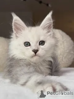 Фото №3. Котенок мейнкун. Великобритания