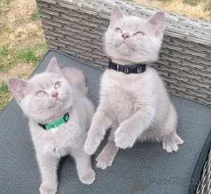 Фото №4. Продам британскую короткошёрстную в Clermont-Ferrand частное объявление - цена договорная