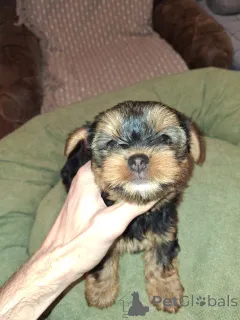 Дополнительные фото: Девочка и Мальчик Йоркширского Терьера. 