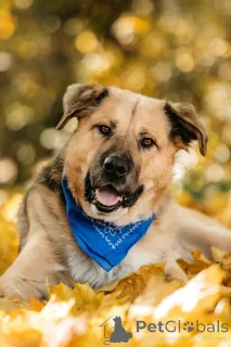 Фото №1. беспородная - купить в Москве реке за Бесплатно. Объявление №156697