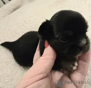 Дополнительные фото: Очень маленькие чихуахуа