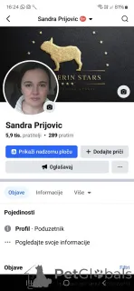 Фото №4. Продажа французского бульдога в Белграде  - цена договорная