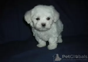 Фото №3. Мальтезе Tiny PuppyS на продажу.  Германия