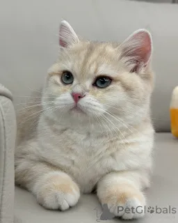 Фото №1. британская короткошёрстная - купить в Фленсбург за договорная. Объявление №158454