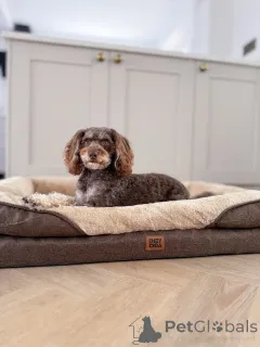 Фото №2 к объявлению №156414 о продаже лабрадудля - купить в Люксембурге частное объявление