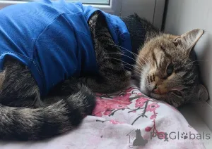 Дополнительные фото: Кошечка Пружинка в добрые руки.