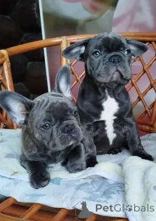 Фото №4. Продажа  в Беларусь заводчик - цена 52181₽